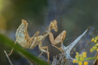 Kudlanka Spallanzianova - Ameles spallanzania - European dwarf mantis 6746